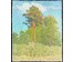 Кравцов В.П "Сосна", 1962г. Картон, масло. Размер 29х24 см. № 2745 (артикул №2745) - фото №2